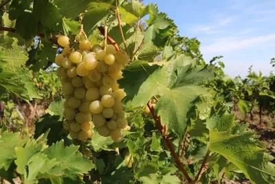 Вкусная итальянская осень: вендеммия, сбор винограда