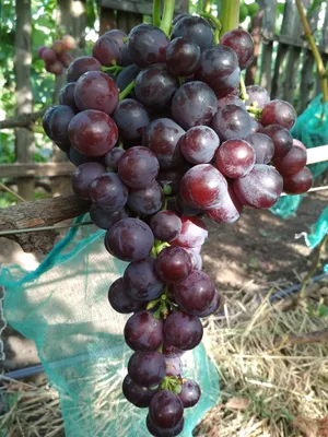 Купить Вино из винограда Неро д' Авола (Nero d'Avola)