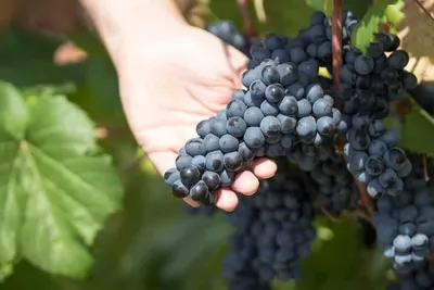 Растение винограда на винограднике, выращивание красного винограда в Италии  Стоковое Изображение - изображение насчитывающей падение, расти: 155953155