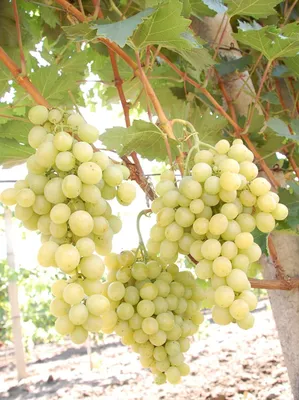 Созревшие грозди Италии достигают крупных размеров — в длину 18−21 см, в  ширину 12−15 см, принимая цилиндро-коническую или ветвистую форму,  характеризуясь не слишком плотной структурой. Средний вес кисти составляет  550−650 грамм. Гребненожки