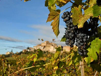 Купить Вино из винограда Примитиво (Primitivo)