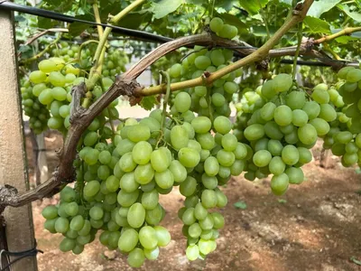 Молдавские фермеры изучают опыт итальянских виноградарей