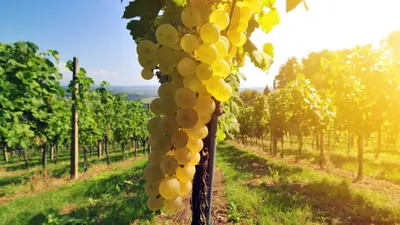 виноградник с растущим белым виноградом в лацио, италия Стоковое  Изображение - изображение насчитывающей естественно, падение: 162238641