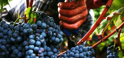 Испытано на себе: Как я собирала виноград в Крыму - KP.RU