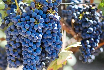 Италия Виноградник Виноград Вино - Бесплатное фото на Pixabay - Pixabay