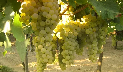 Мировой обзор рынка винограда - gInfo.news