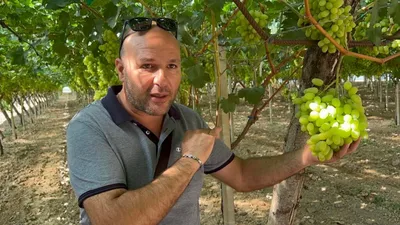 Уникальные сорта винограда Италии. Автохтоны всех 20 регионов | Джелато  Шоколато | Любопытная Италия | Дзен