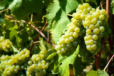Сбор винограда в Кьянти: ода жизни и веселью. - Blog Ville in Italia.ru
