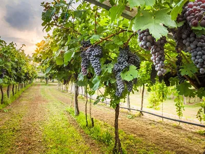 Виноград Италия | Купить саженцы в питомнике Мир Садовод, Крым