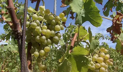 Купить Вино из винограда Мальвазия (Malvasia)