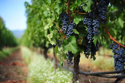 Неизвестный итальянский виноград