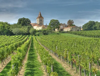 В 2014 году россияне выкупили четверть виноградников Франции