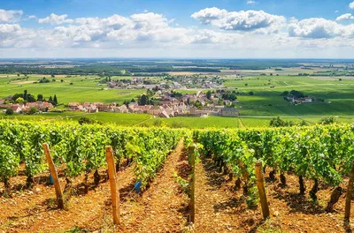 виноградники Франции стоковое изображение. изображение насчитывающей вино -  19608877