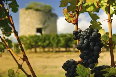 Из-за неурожая винограда Франция заявила о крупнейшей агрономической  катастрофе XXI века: каковы будут последствия