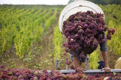 Как рождается вино: отчет с винодельческой фермы в Бордо