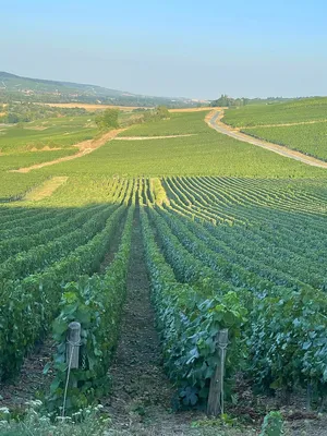Французские виноградники» — создано в Шедевруме
