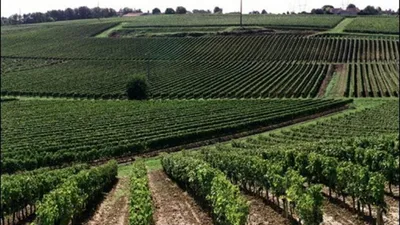 История вина - Франция. | WineKour | Дзен