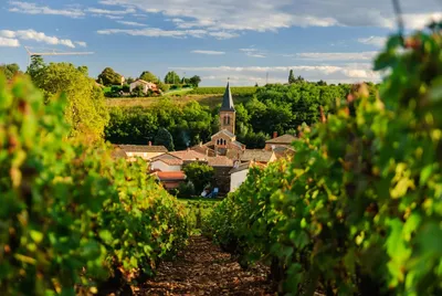 Покупка виноградника во Франции