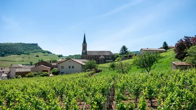 Хотите купить виноградник во Франции? Вот как это сделать