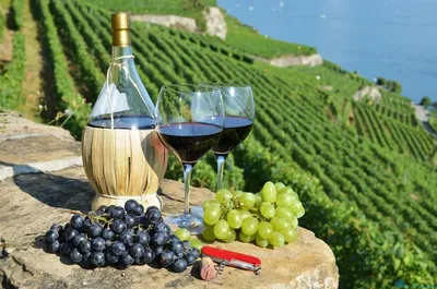 Винодельческие регионы Франции — описание, вина и маршруты | Planet of  Hotels