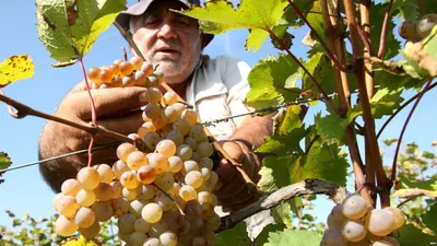 Вина провинции Шампань, Франция - край бесконечных виноградников