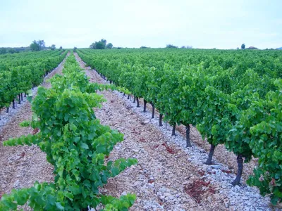 Во Франции необычным способом защищают виноградники от заморозков:  впечатляющие фото - 24 Канал