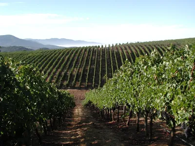 Консалтинговая компания Wine Estate | Продажа виноградников - Lucas Fox