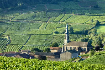 Виноградник Во Франции Стоковые Фотографии | FreeImages