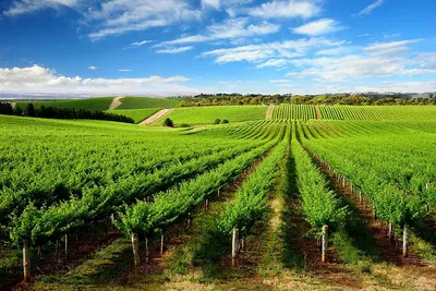 Виноградники Италии фото