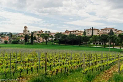 Виноградники в Италии стоковое изображение. изображение насчитывающей  облака - 35212495
