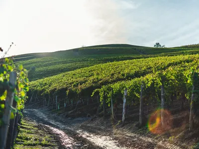 Италия: Новые эффективные подвои винограда