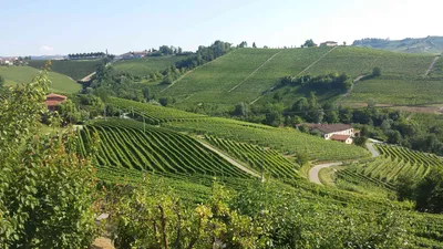 Десять лучших виноградников и терруаров Италии / Часть 1 | by Винный Шкаф |  Medium