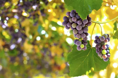 Итальянские виноградники