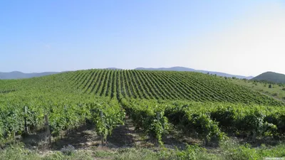 виноградники Италии стоковое фото. изображение насчитывающей лозы - 21644436