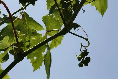 Виноградники Италии» — создано в Шедевруме