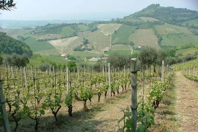 Естественные мутации сорта винограда Италия - Руби, Бенитака, Бразилия -  Страница 2