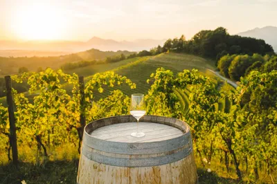 В Италии собрали самый большой урожай винограда в мире — WineRetail.info -  Информационный центр современной виноторговли
