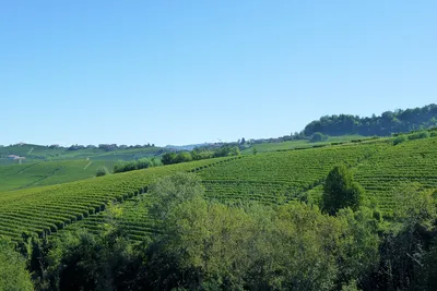виноградник Италии Ломбардии Стоковое Изображение - изображение  насчитывающей италия, европа: 16378435