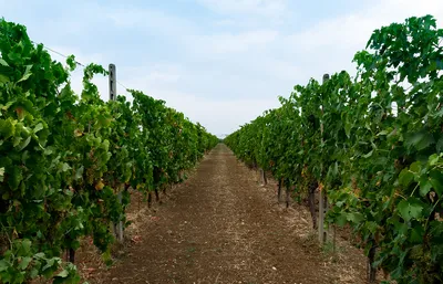 виноградники весны Италии Piedmont Стоковое Изображение - изображение  насчитывающей напольно, сельско: 24517683