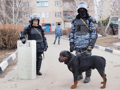 В Челябинске детей будут лечить собаки - KP.RU