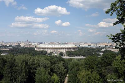 Зелёная Москва: Дикий парк Воробьёвы горы (GreenWord.ru)