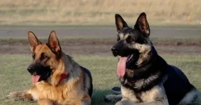 East European Shepherd - what is the VEO better than the German Shepherd? -  YouTube