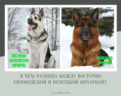 В чем разница между восточноевропейской и немецкой овчаркой? |  Кинологический центр \"Лунна\" | Дзен