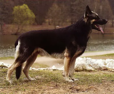Восточно-европейская овчарка — товарищ собака | Пикабу