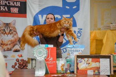 Выставка кошек в Москве фото фотографии