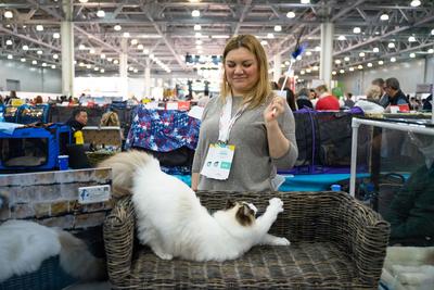 В Москве пройдет специализированная выставка кошек за Кубок российских  систем | Ветеринария и жизнь