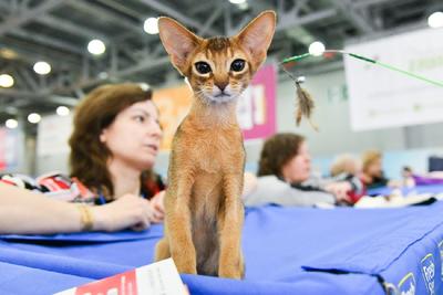 Международная выставка кошек в Москве | РИА Новости Медиабанк