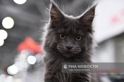 Выставка кошек «Баст-Москва» 2021. Фотограф в Москве Катарина Крук