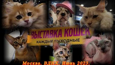 Выставка кошек в Москве | РИА Новости Медиабанк