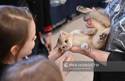 Выставки кошек в Москве - Сaramelcat